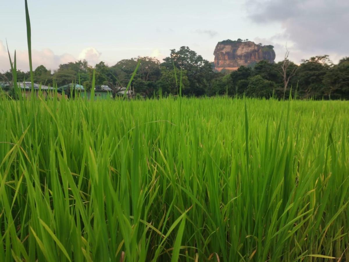 Sunshine Resort & Spa Sigiriya Exterior photo