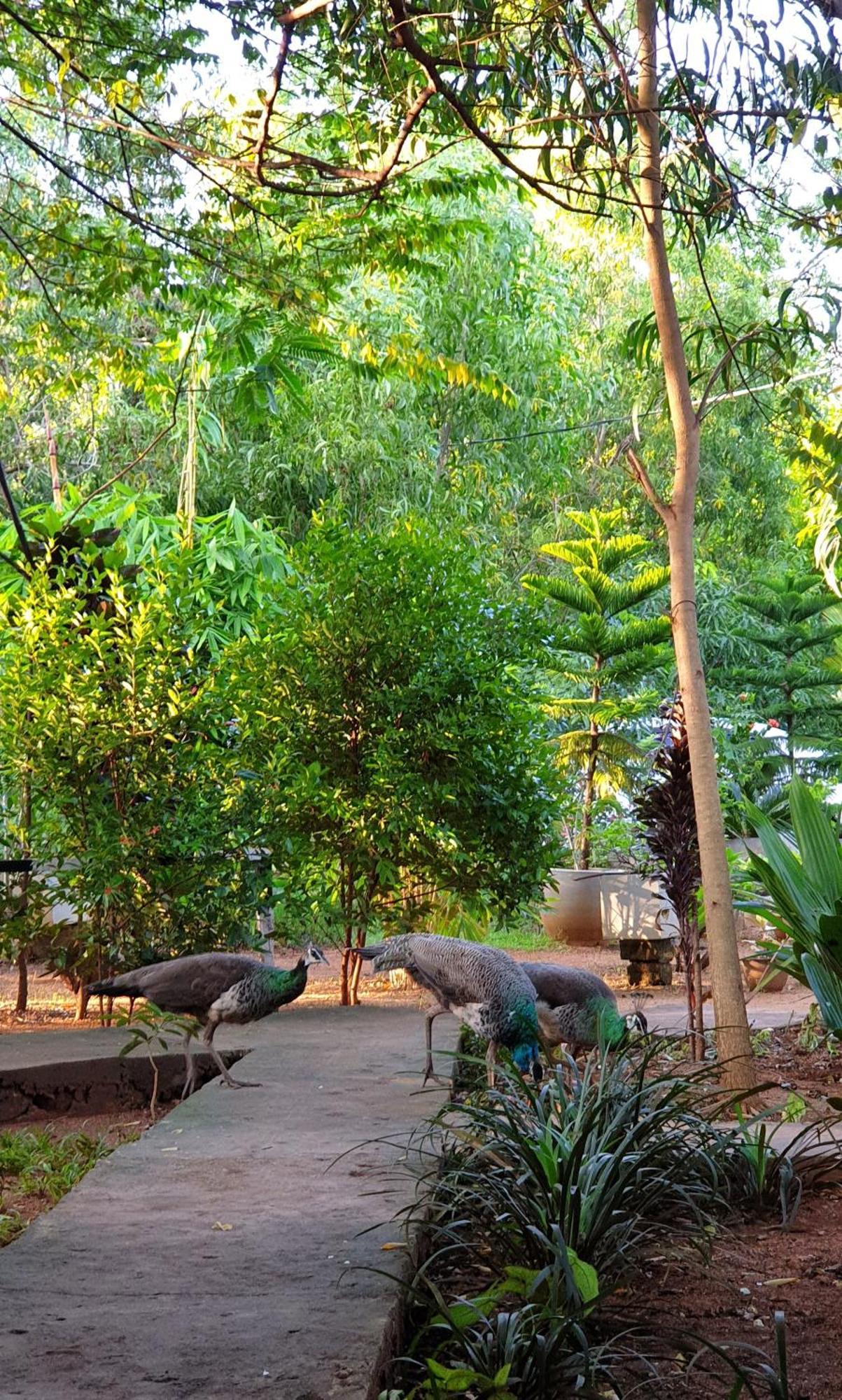 Sunshine Resort & Spa Sigiriya Exterior photo